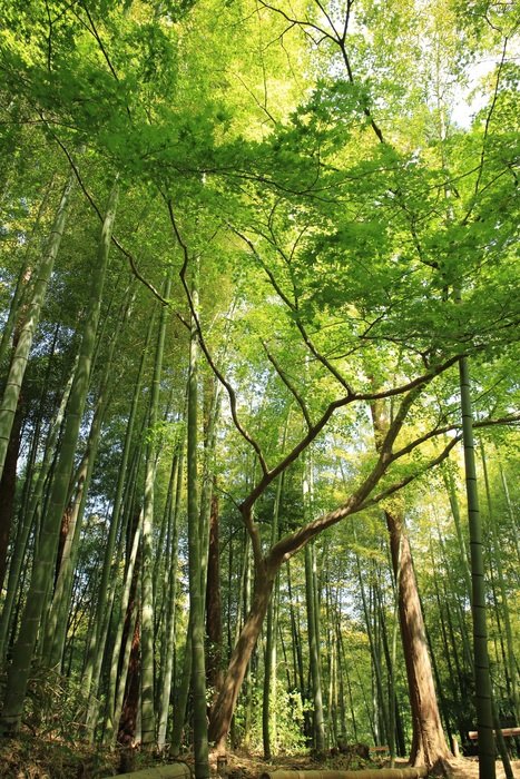 Green foliafe on the trees in the forest