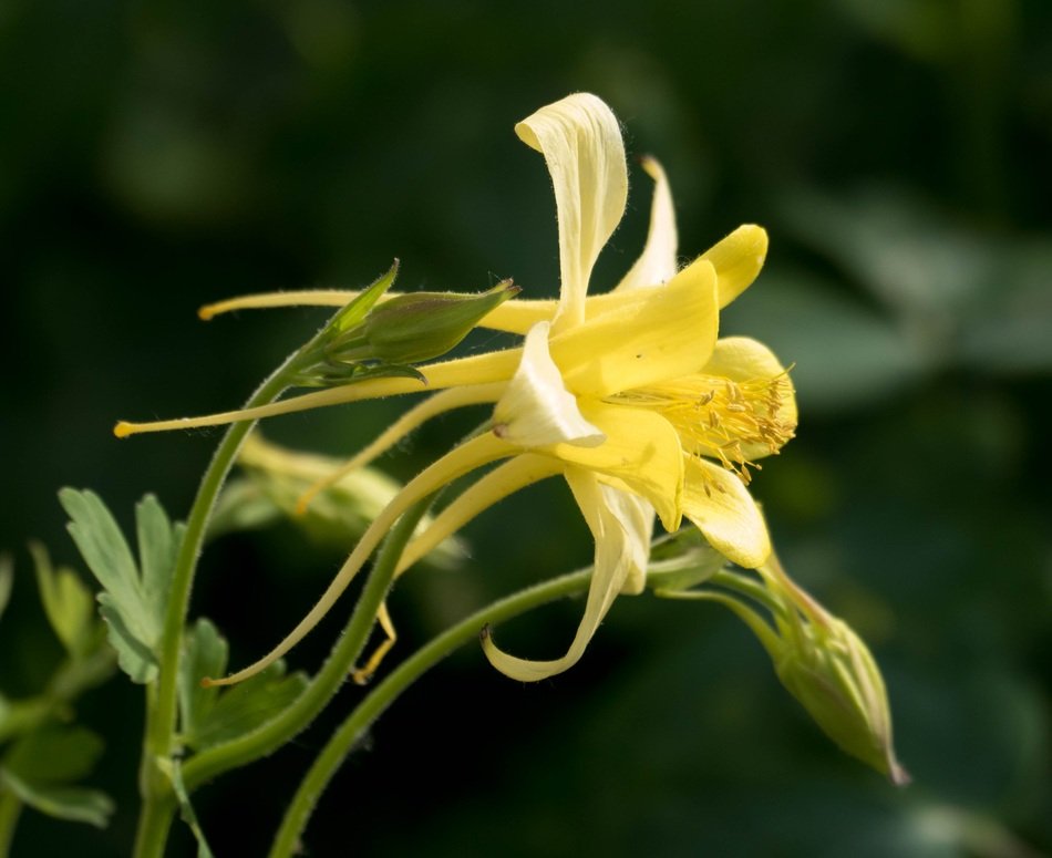 Beautiful colorful Columbine flowers in summer