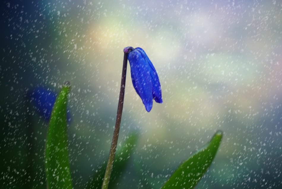 blue flower in the rain