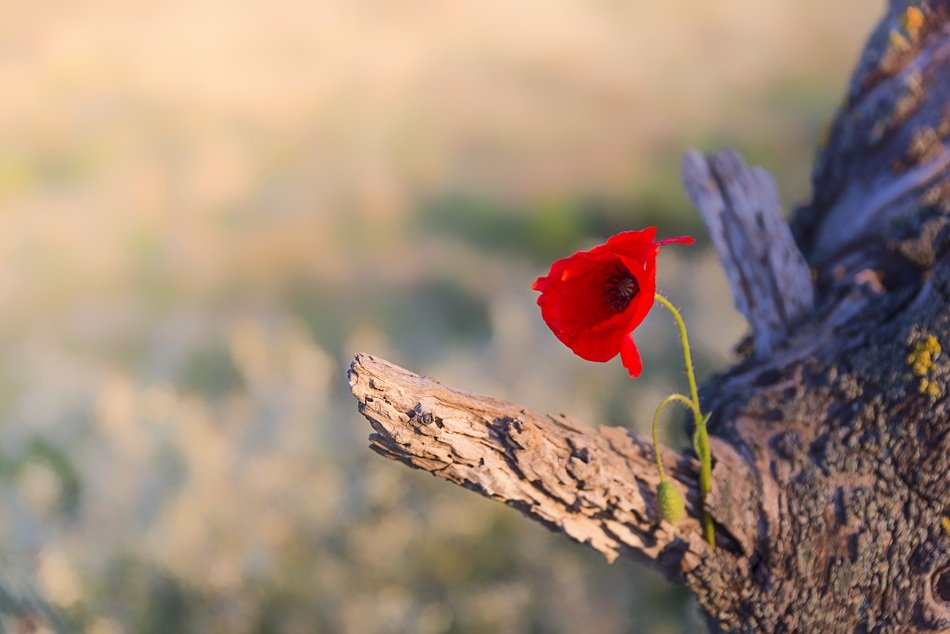 one red poppy on a tree trunk