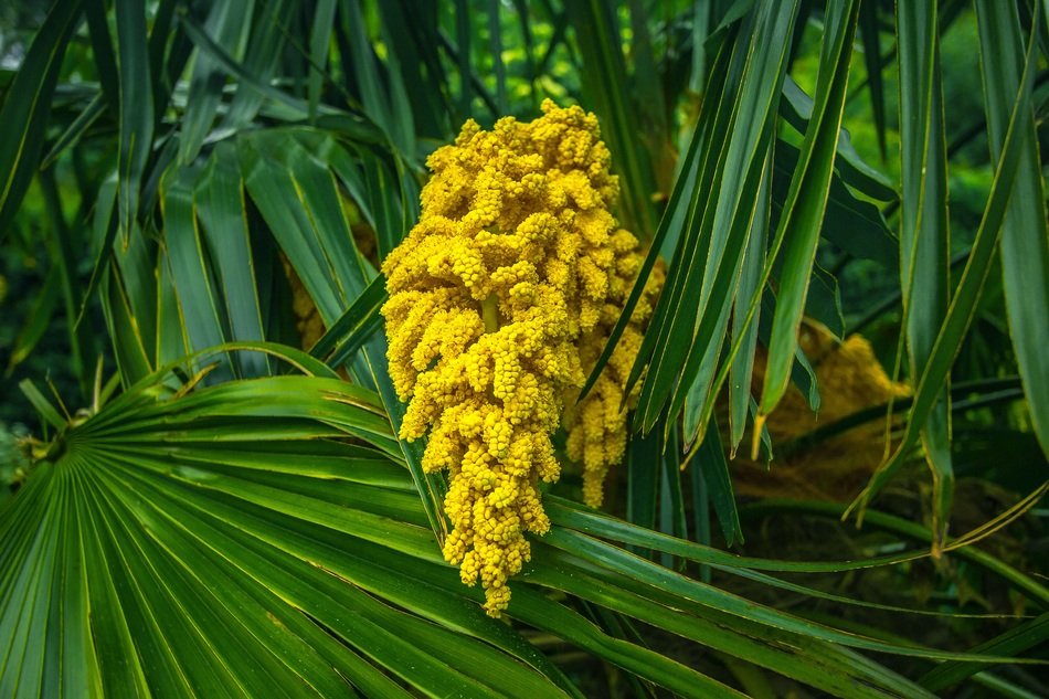 Palma Spring