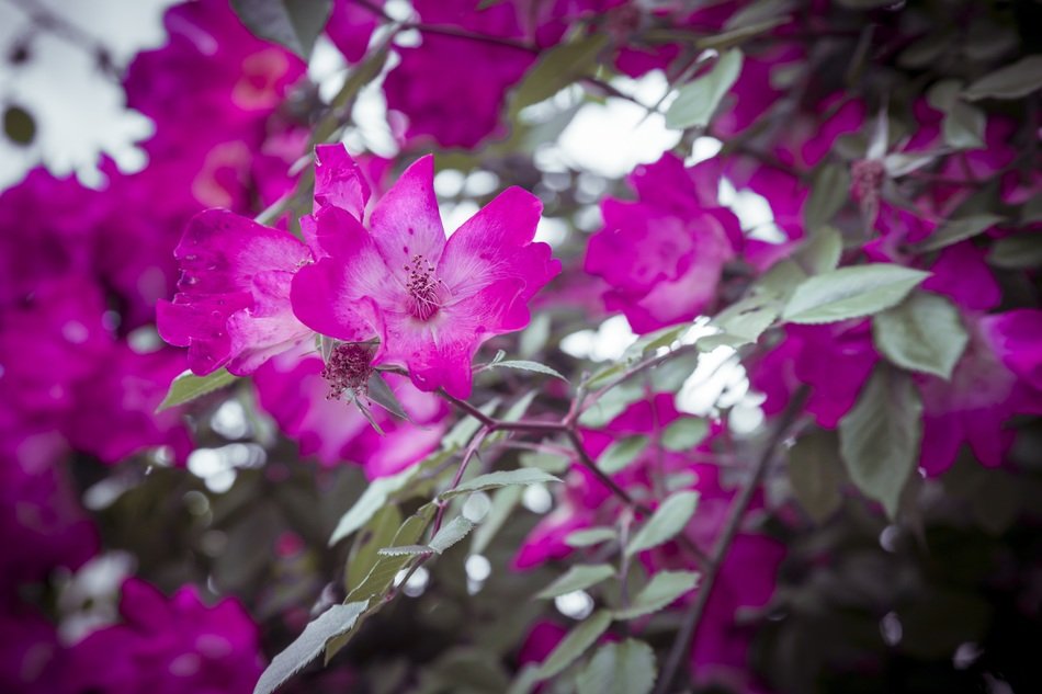 Purple beautiful magenta flowers