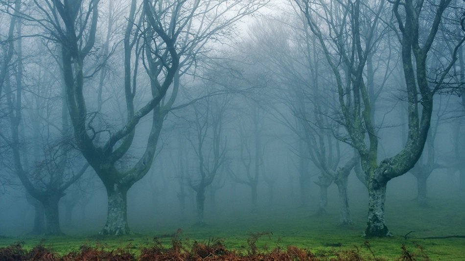 mystical fog in the thicket of the forest