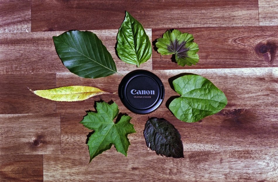 Leaves and 'Canon'