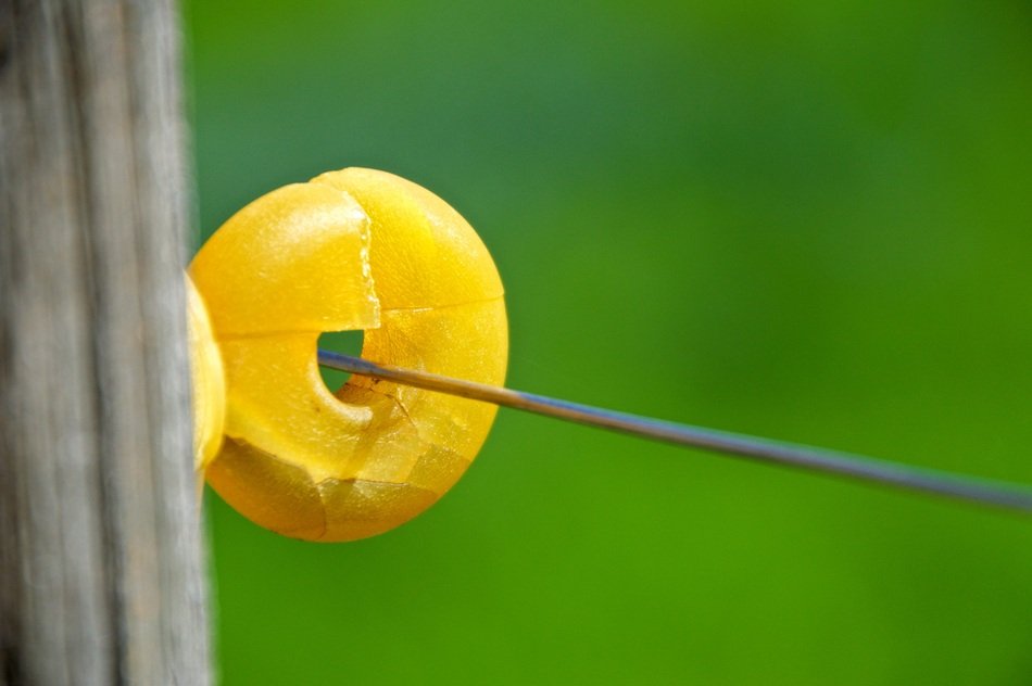 yellow mount on pasture fence