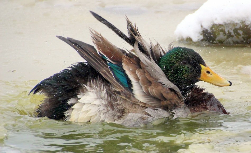 Mallard Male on the water close-up