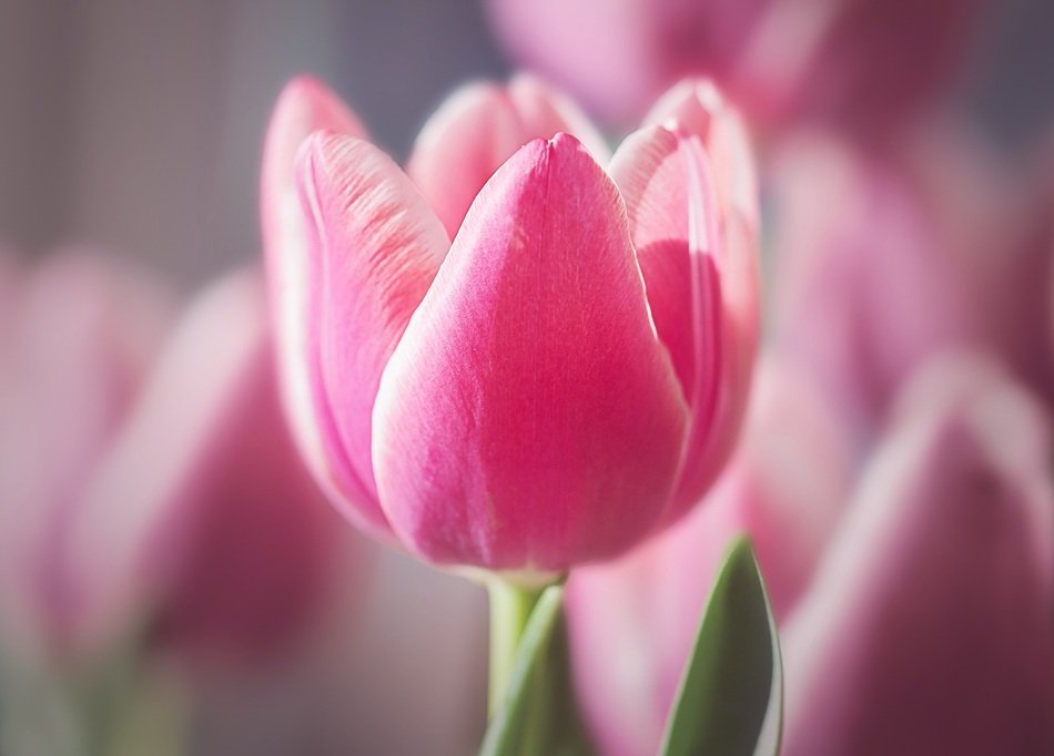 fresh pink tulips in the greenhouse