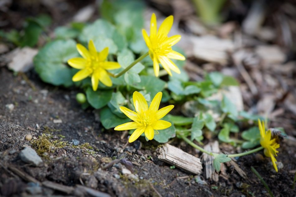 bright little flowers of celandine