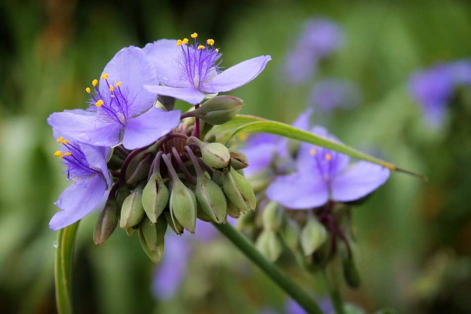 Purple spiderwort Flowers