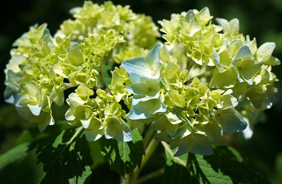 blue hydrangea in the garden