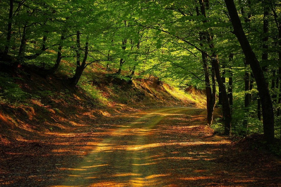 Road through Forest