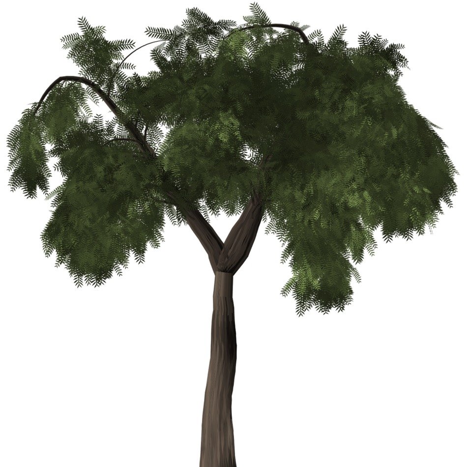 Green pepper tree, Schinus, drawing at white background