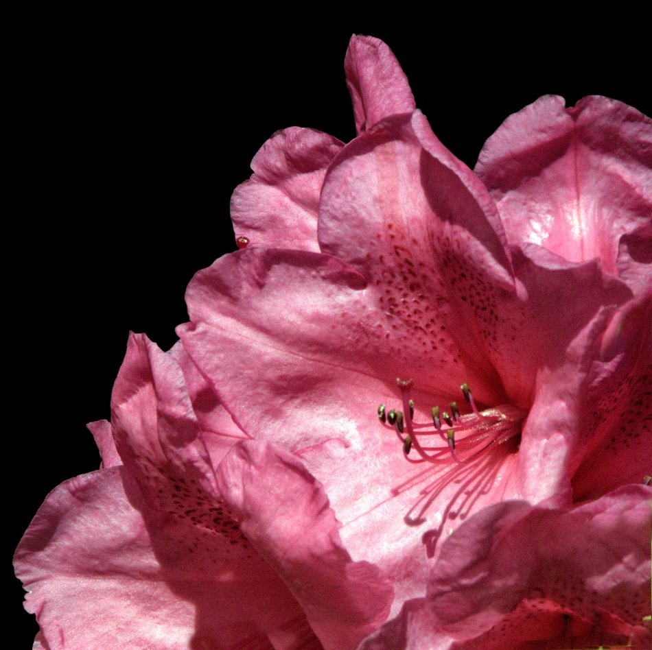 pink rhododendron on a dark background