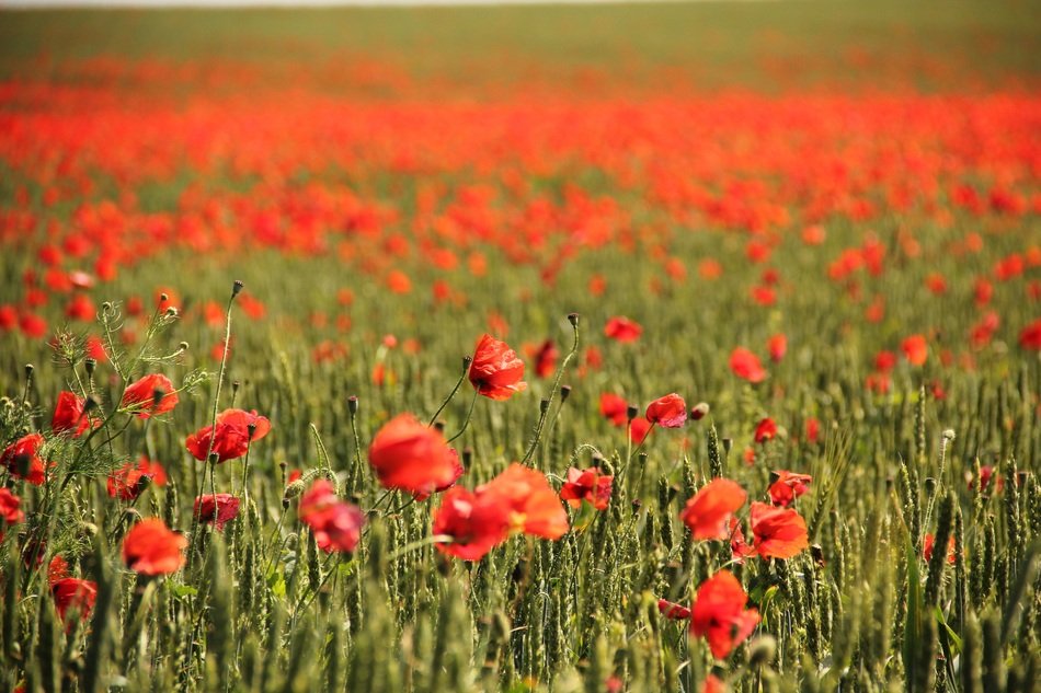 Big field of lots of red corn poppies
