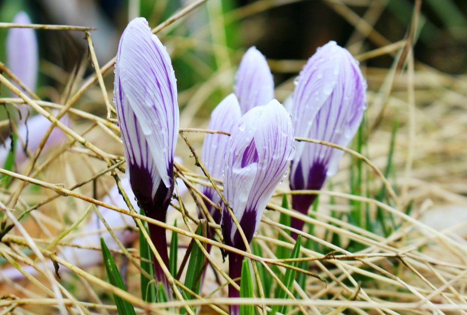 crocus spring flowers