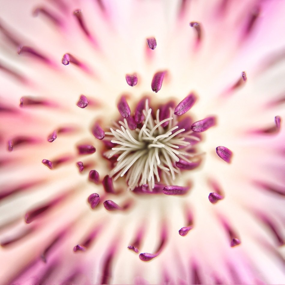 closeup of a clematis blossom