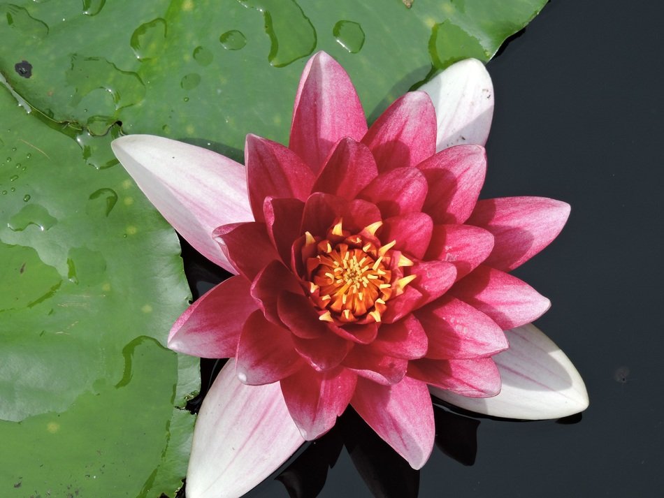 White and pink water lily on the water