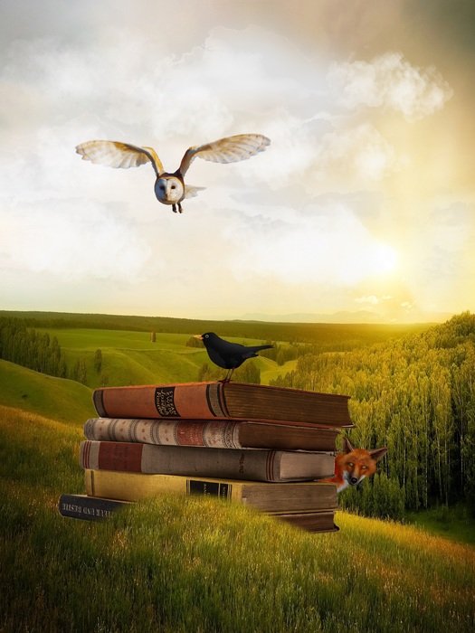 Owl and books
