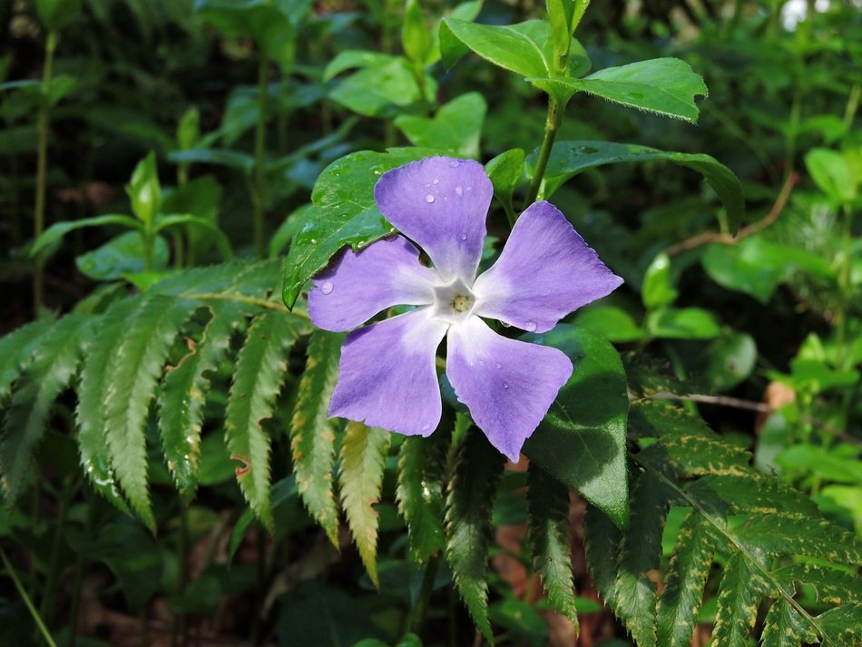 lonely periwinkle on a bush close up