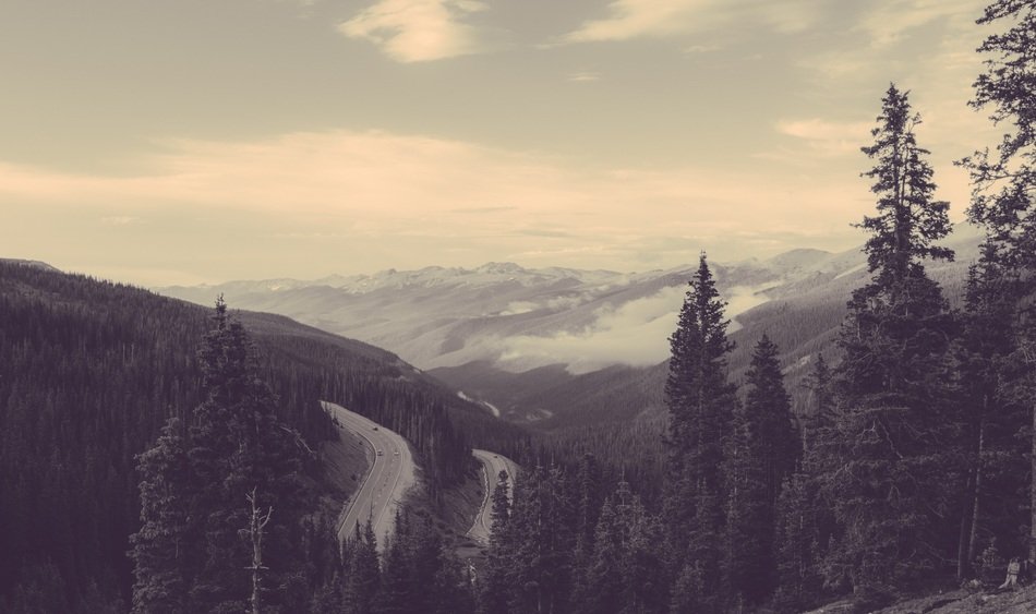 green spruce on the mountain