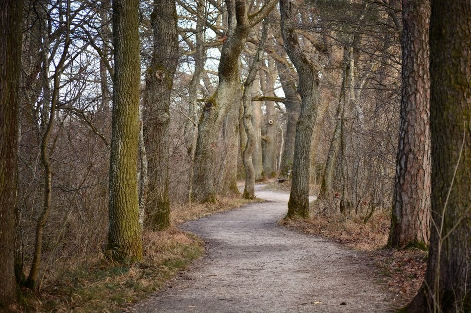 landscape of the path between the trees