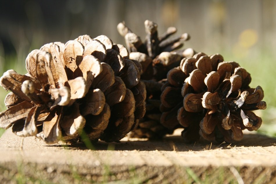 extraordinary beautiful Pine Cones