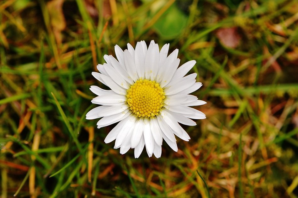 daisy in the spring meadow