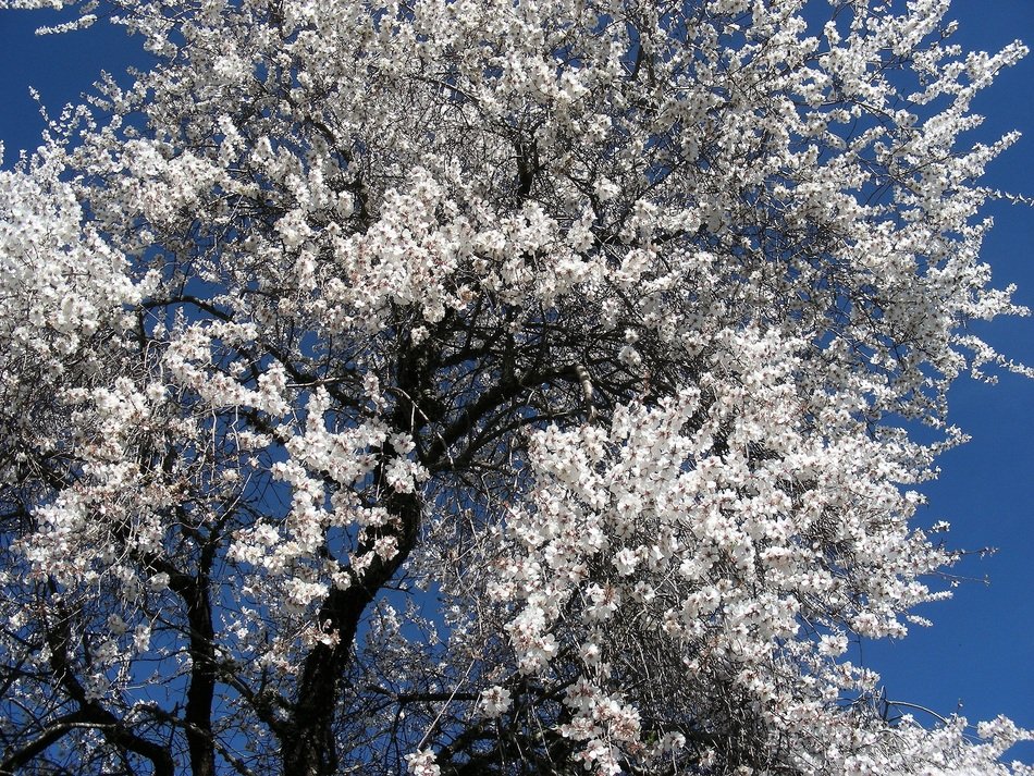 apricot tree in bloom at sky