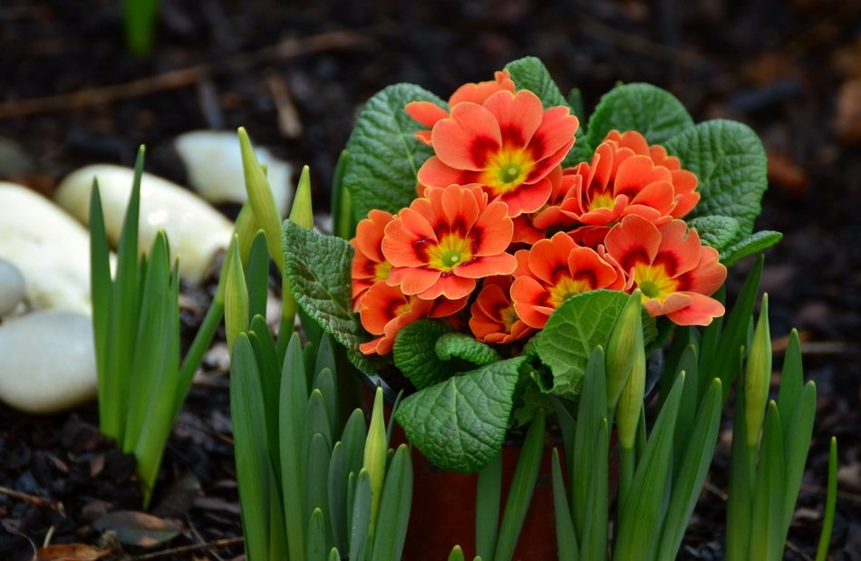 primrose with orange flowers in the garden
