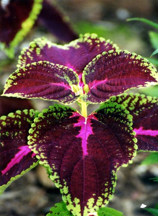 Coleus, maroon green decorative nettle