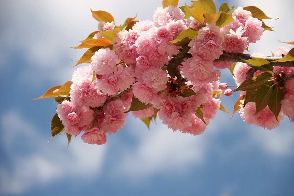 Japanese Cherry Blossom Flowers