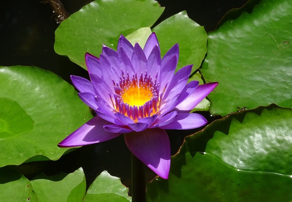 lily in the water