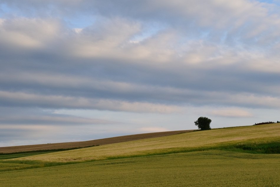lonely tree among the vast expanses of the steppe