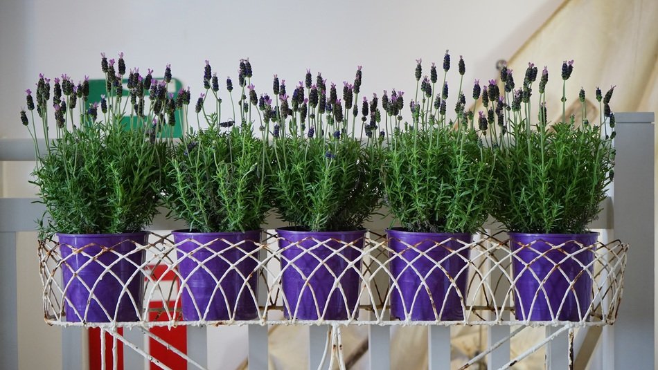 lavender, Potted Plants on stand indoor