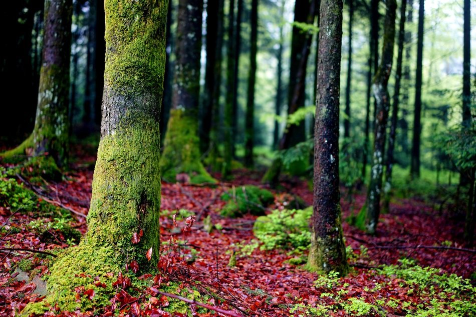 moss on trees at the edge of the forest