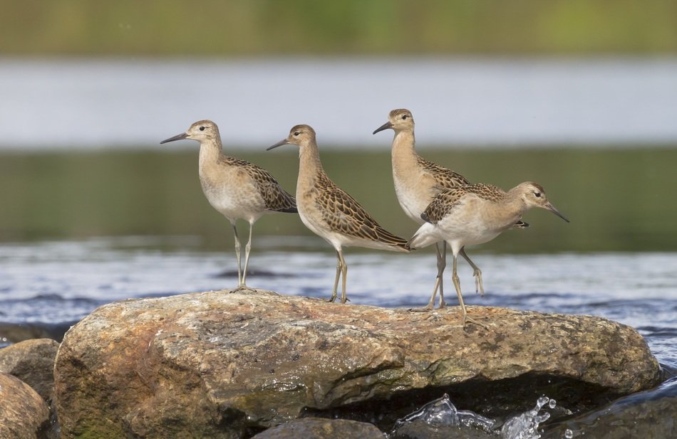 Picture of brown birds on a stone on a river