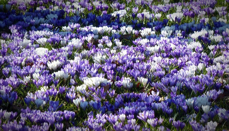 amazing violent white Crocus Garden Flowers field