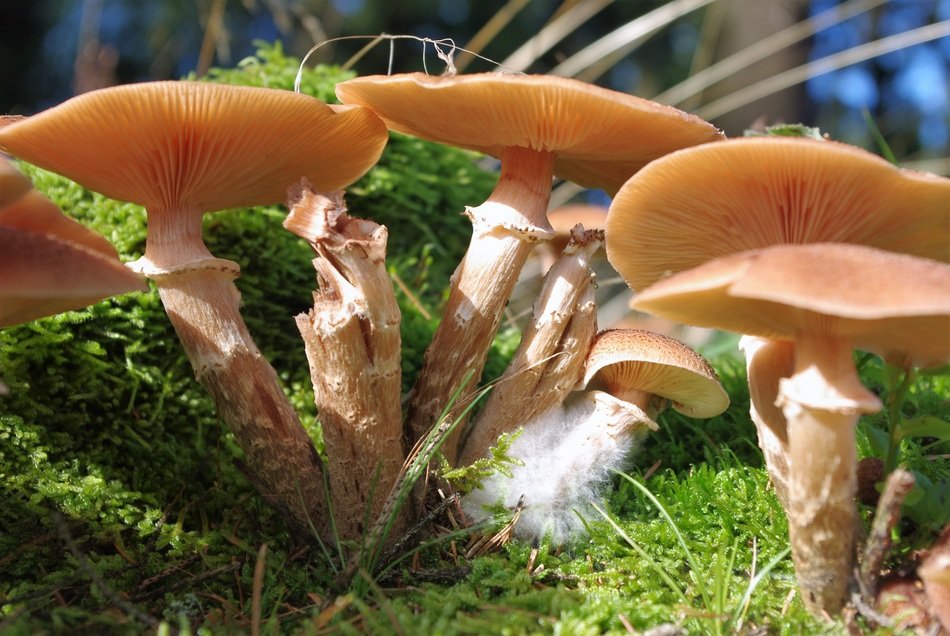 Mushrooms Forest Collect Autumn