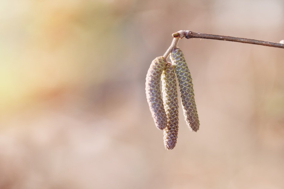 Beautiful hazel buds on the branch