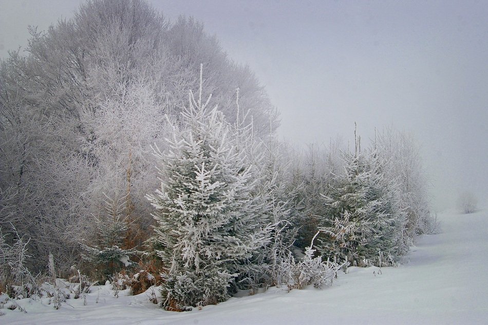 elegant Frost Tree