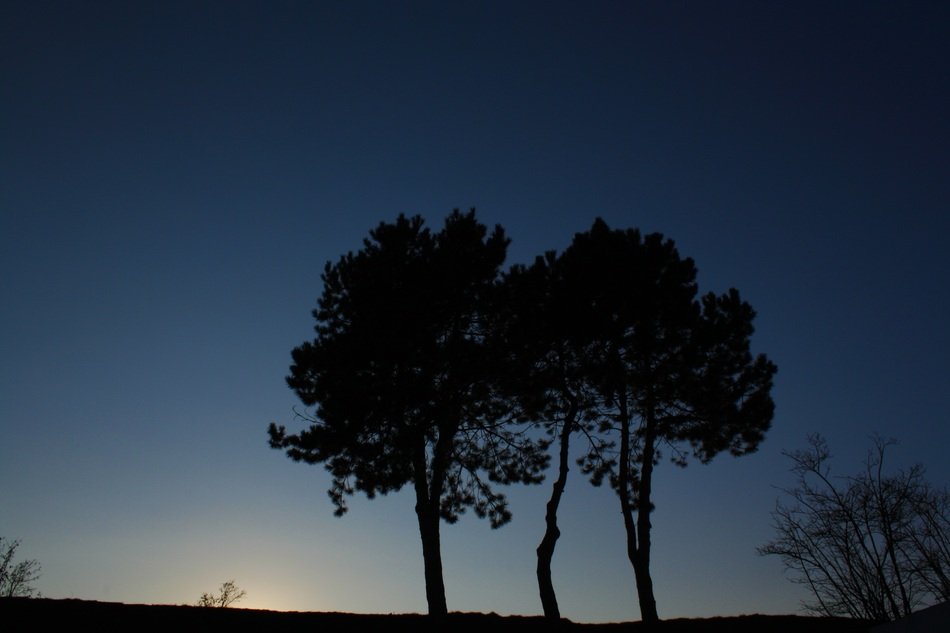 trees on the outskirts at dusk