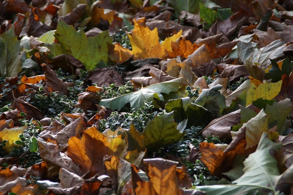Fall foliage on the ground in the forest