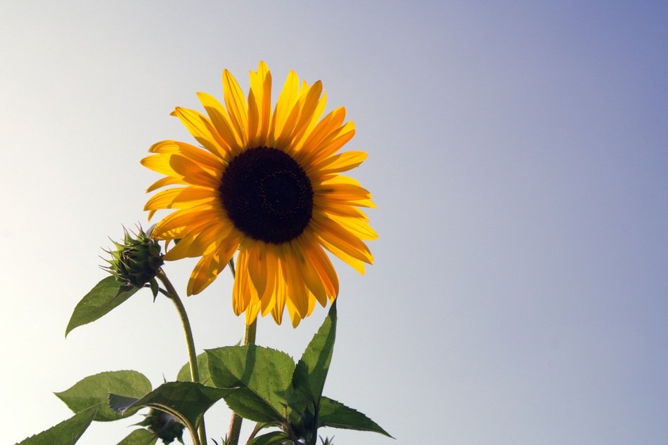 sunflower on a stalk against the clear sky