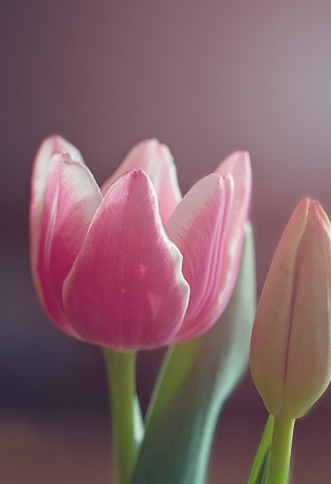 pink tulip under daylight