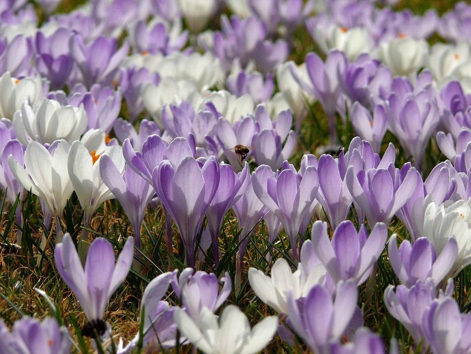 Big field of spring crocus flowers