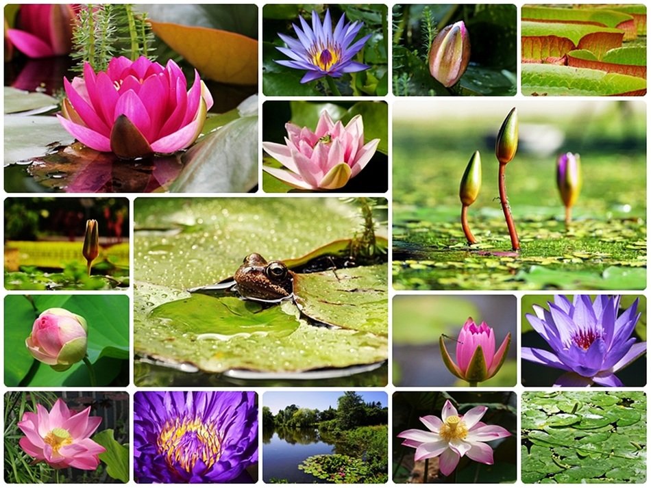 Water Lilies colourful Collage