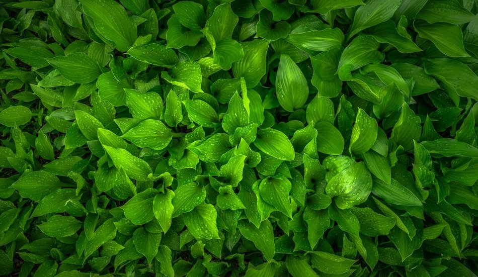 natural green leaf