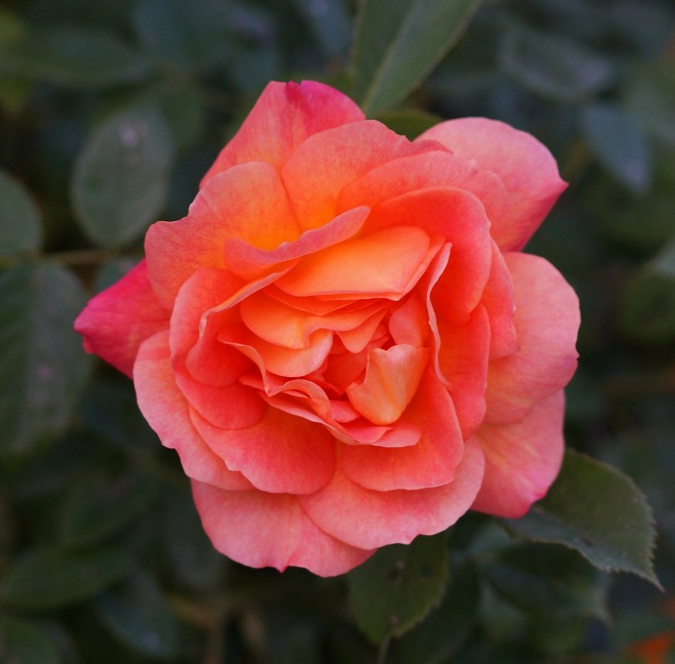 Picture of bright Pink Flower