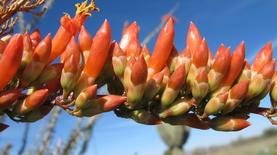 branch with pink flowers in bloom desert