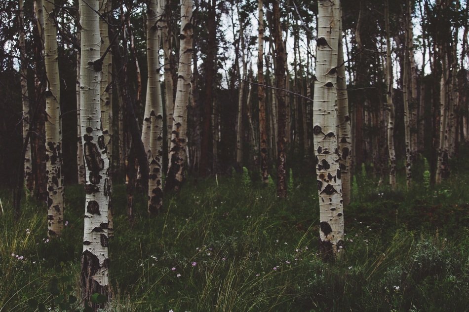 birch thickets like a dark forest
